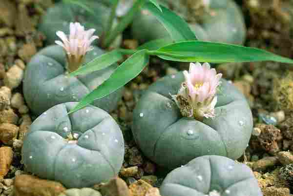 Peyote.jpg