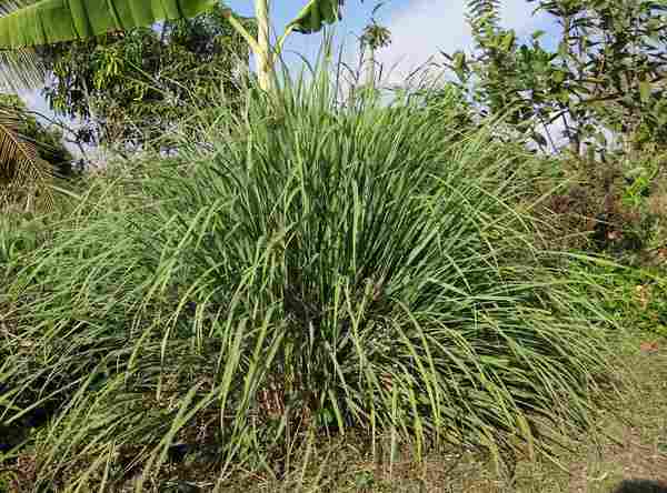 WD_BushMed_CM_03_122020.jpg