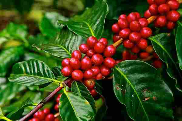 WD_Coffee_CM_01_112020.jpg