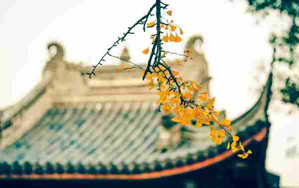 chinese_ginseng.jpg