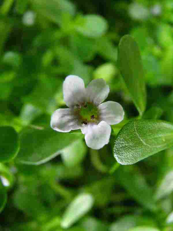 Bacopa_monnieri.jpg