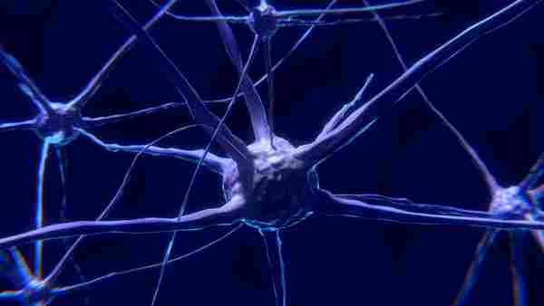 Neurons.jpg