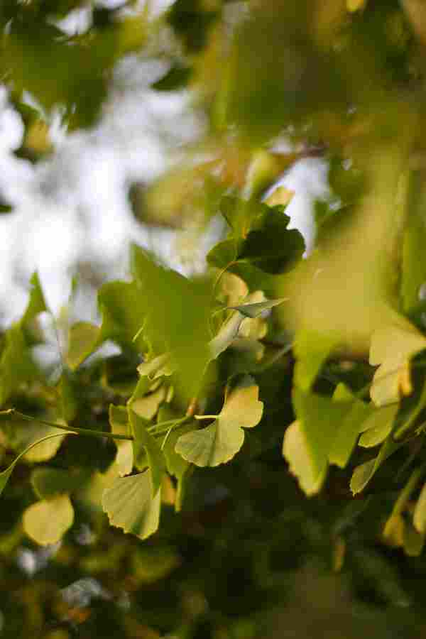 gingko_bilbao.jpg