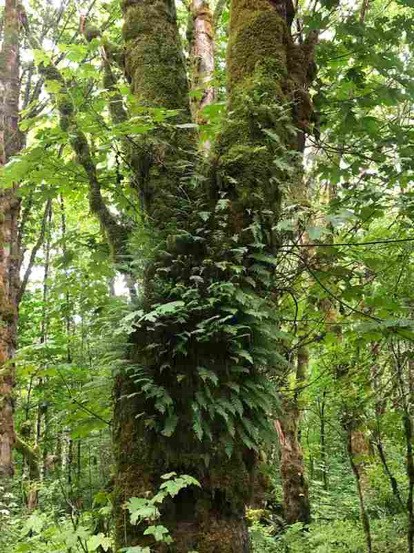 WhichDoctor_Forest_ST_06_092020.jpeg