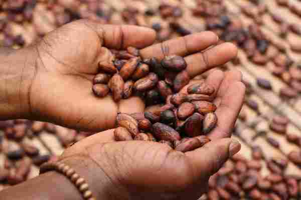 cacao.jpg