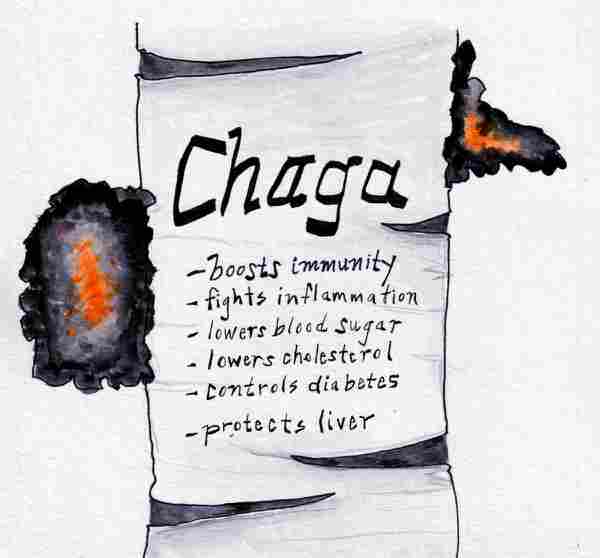 chaga2.jpeg