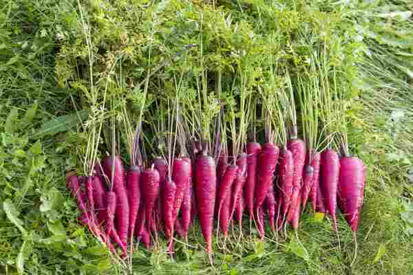 WD_PurpleFood_CM_07_012021.jpg