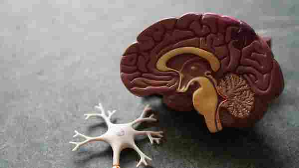 WD_VagusNerve_ST_01_112020.jpg