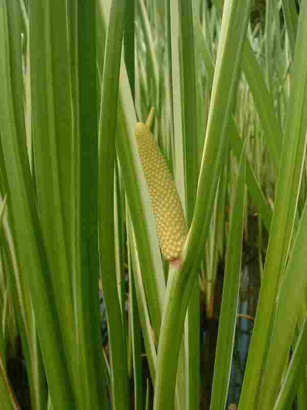 Acorus_calamus_sweetflag.jpg