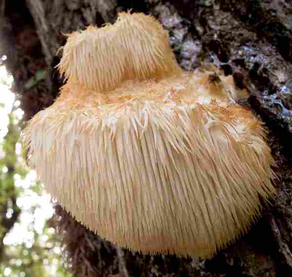 lions mane.jpg