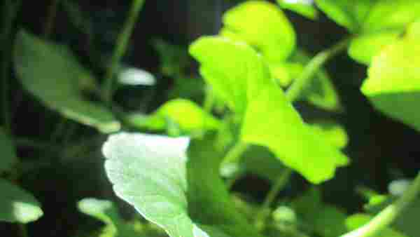 Centella_asiatica.jpg