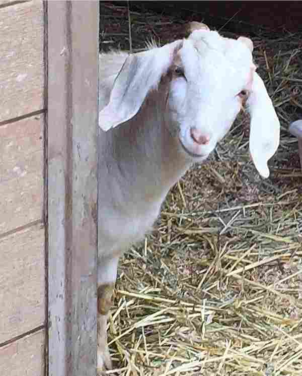 WD_AnimalReiki_CM_05_112020.jpg