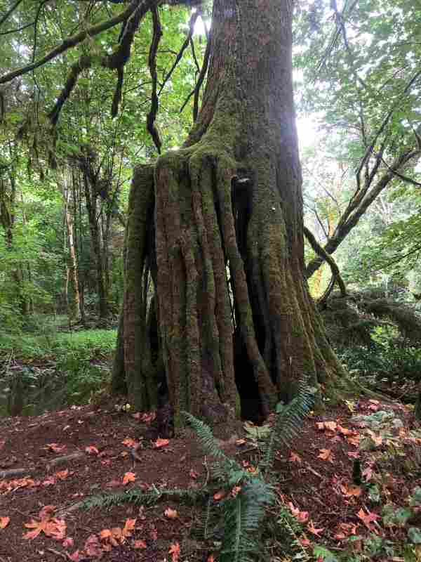 WhichDoctor_Forest_ST_01_092020.jpeg