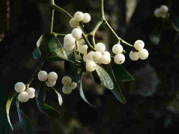 WD_Mistletoe_CM_04_122020.jpg