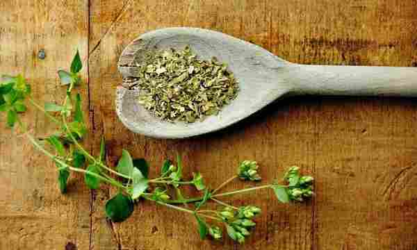 Oregano.jpg