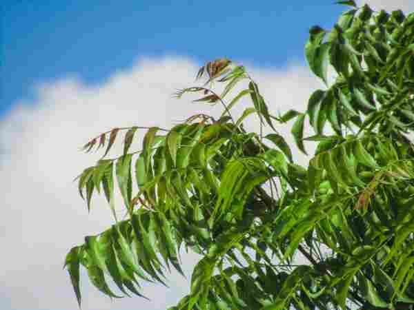 WD_BushMed_CM_01_122020.jpg