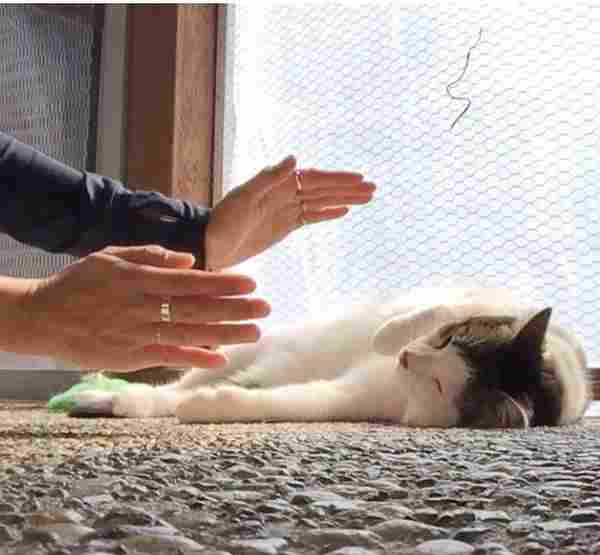 WD_AnimalReiki_CM_03_112020.jpg